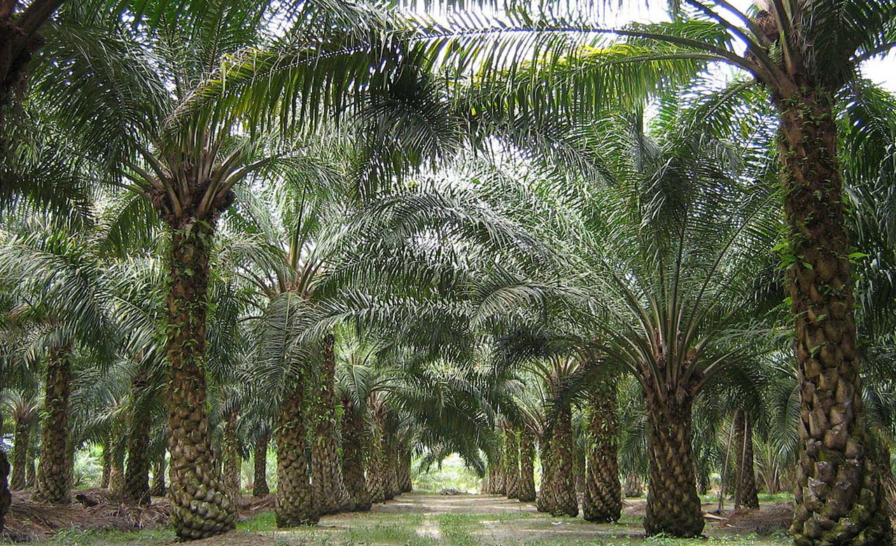 Plantation de palmiers