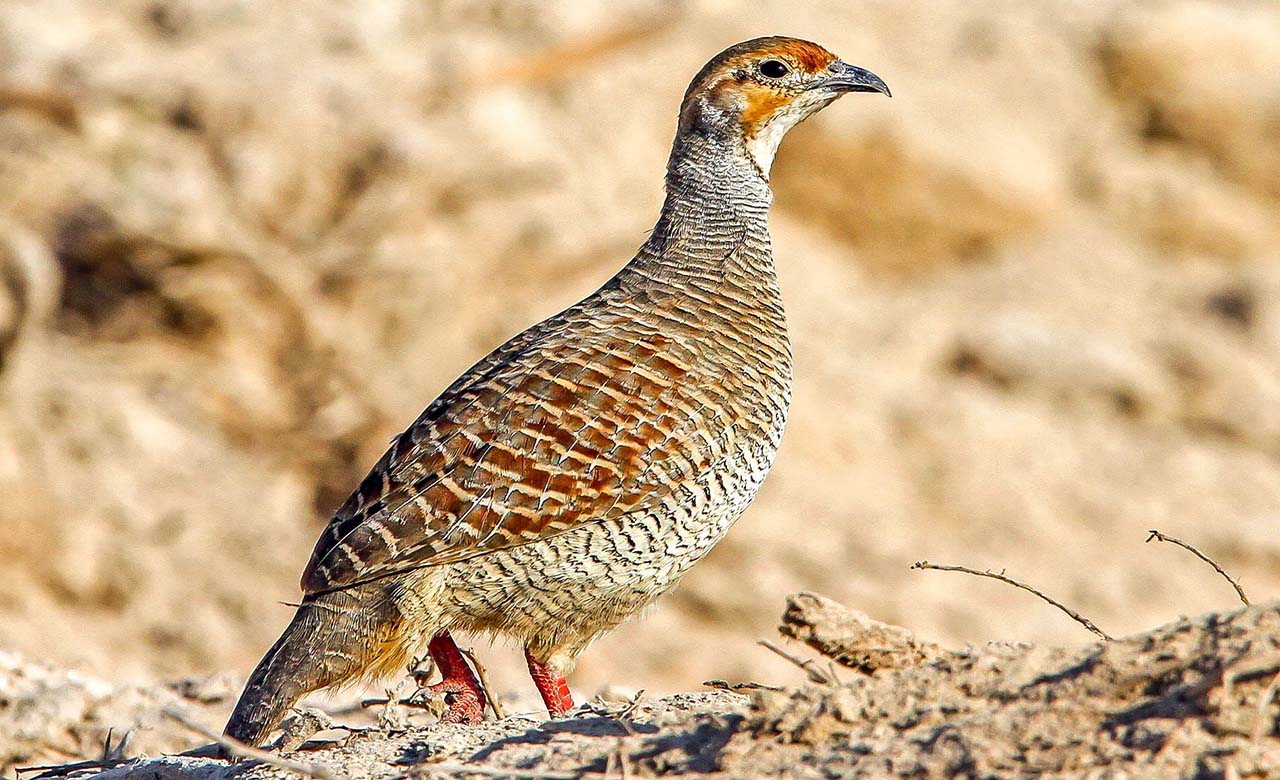 La chasse au senegal