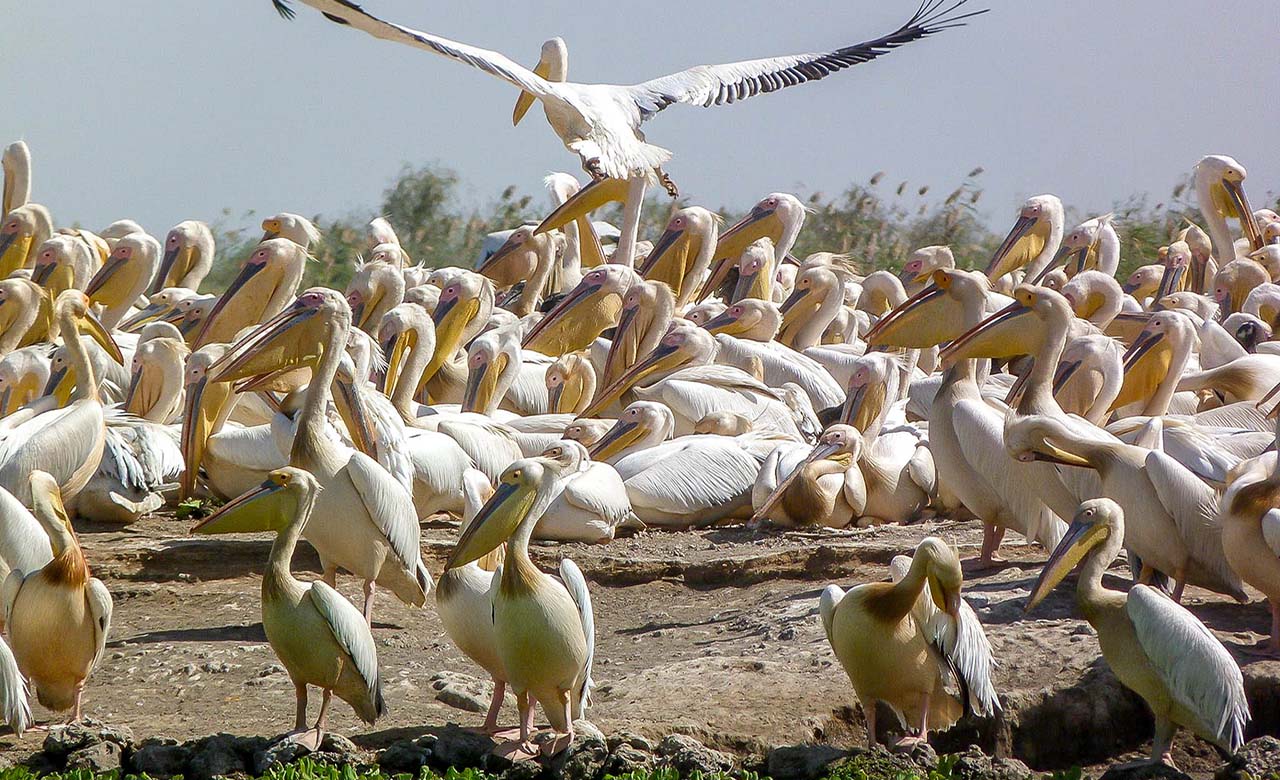 Parc national de Djoudj