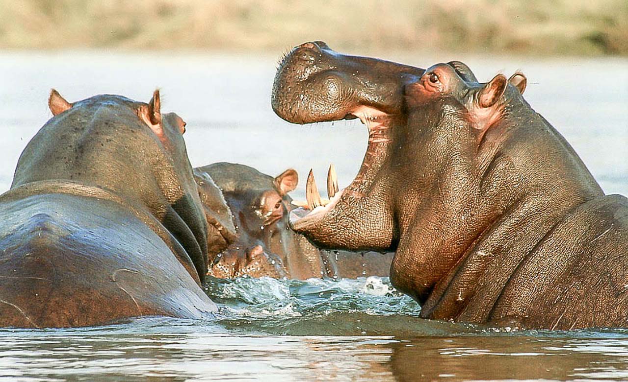 Mare aux Hippopotames